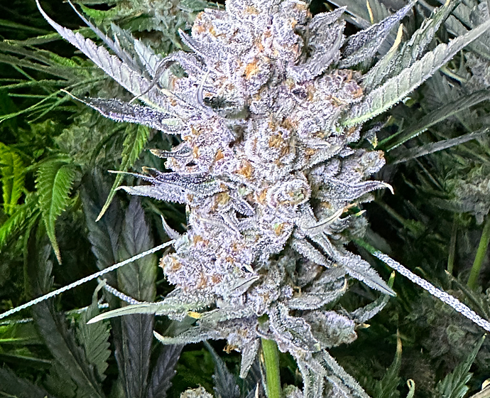Cookie Tang Feminized Photoperiod