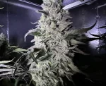 Frosty Garcia Feminized Photoperiod