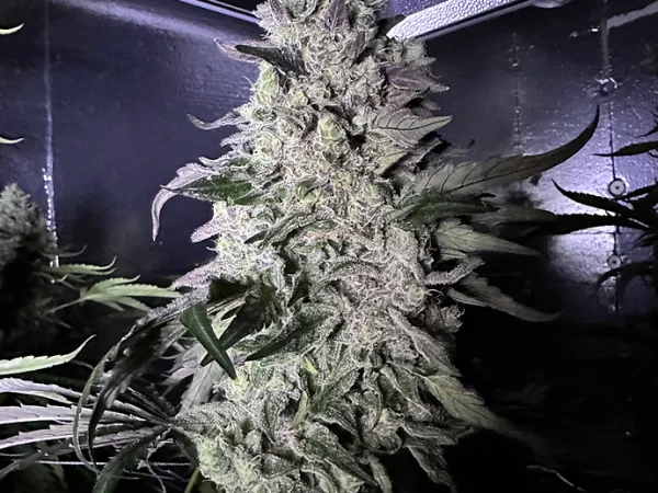 Frosty Garcia Feminized Photoperiod