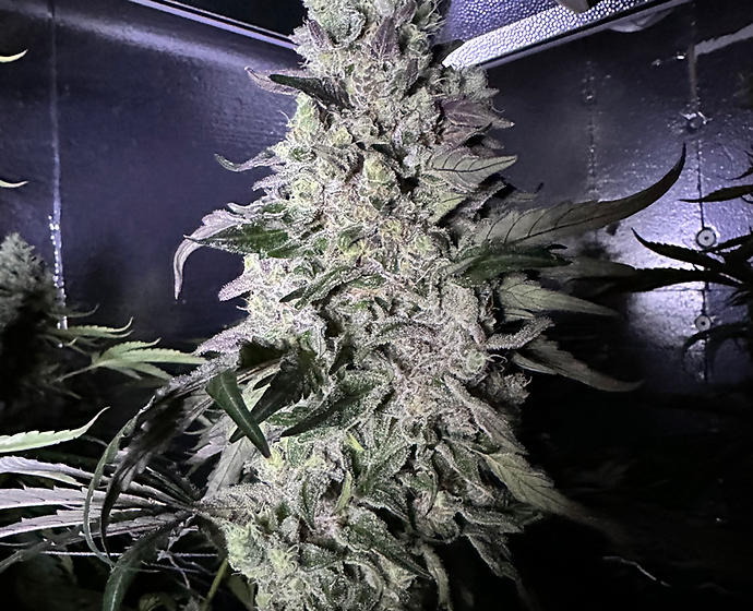 Frosty Garcia Feminized Photoperiod