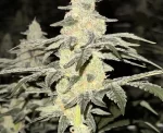 Skunk Fire Feminized-Photoperiod