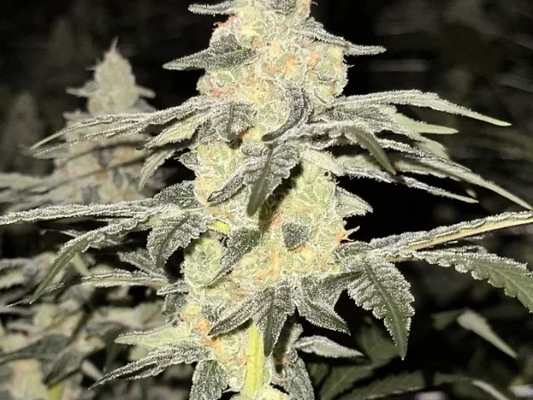 Skunk Fire Feminized-Photoperiod