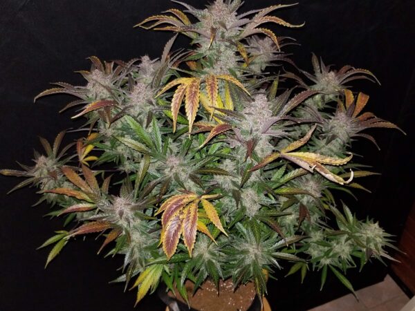 MAC1 (Miracle Alien Cookies) Feminized Seeds