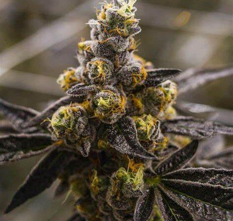 Cherry Pie Feminized Seeds