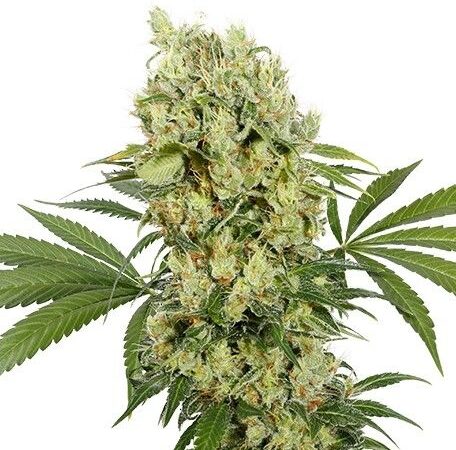 GMO Cookies (GSC x Chemdog) Feminized Seeds
