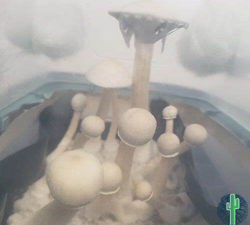 Albino A+ (AA+) Spore Syringes