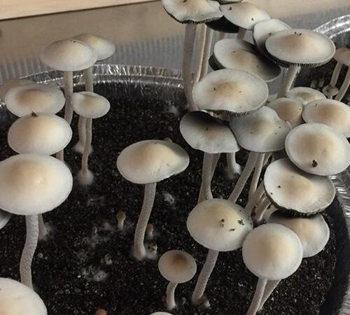 Panaeolus Cyanescens "Huasteca" Syringe Kit