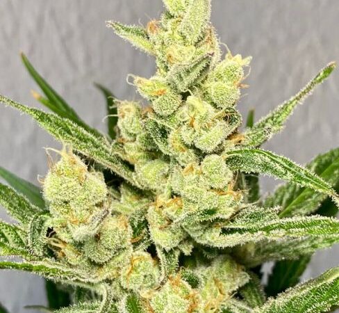 Strawberry Banana Feminized Seeds