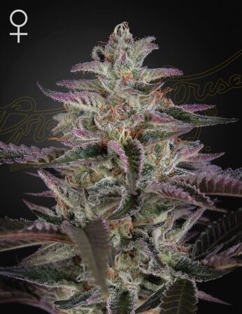 BANANA KRUMBLE Banana Punch x OG Kush