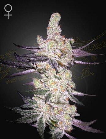 RAZUBERI Cherry Pie x Ztrawberry