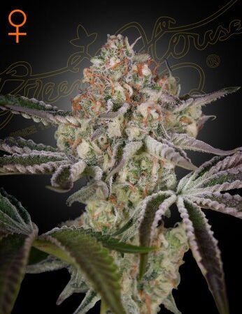 GREAT WHITE SHARK (FEMINIZED) Super Skunk x White Widow
