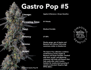 Gastro Pop S1