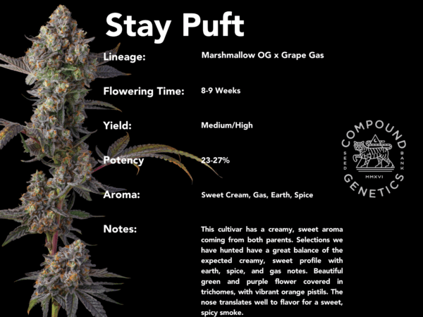 Stay Puft (Marshmallow OG x Grape Gas)