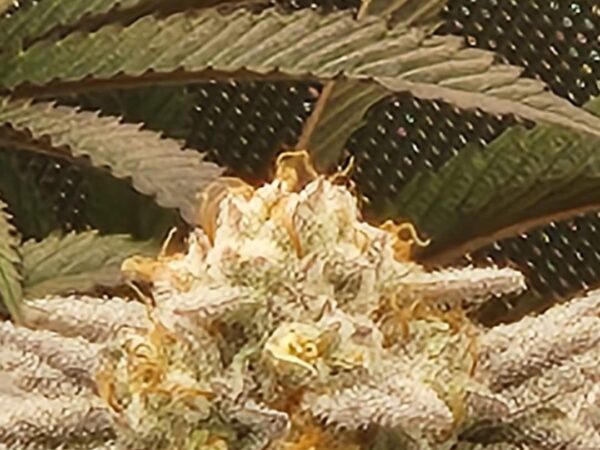 Poison Ivy by Frosty Gardens