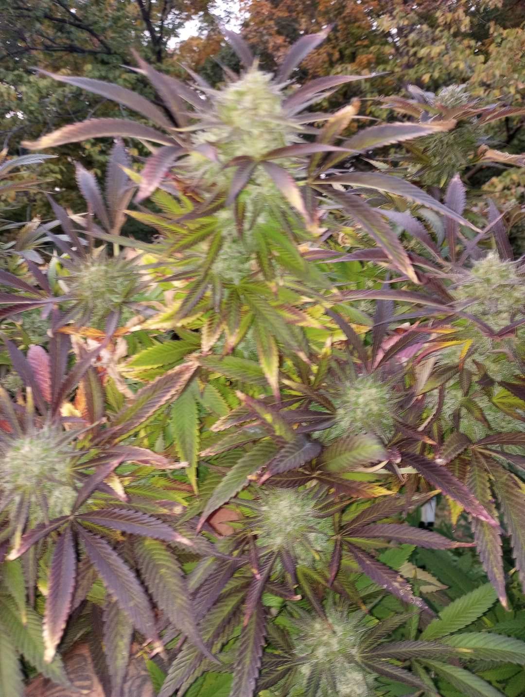 Poison Loki by Frosty Gardens - Image 2