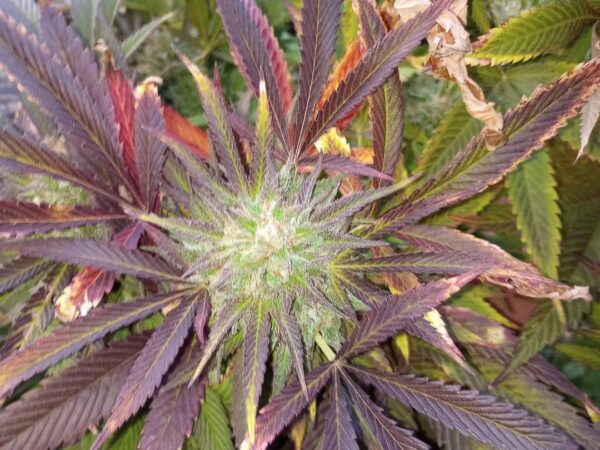 Poison Loki by Frosty Gardens