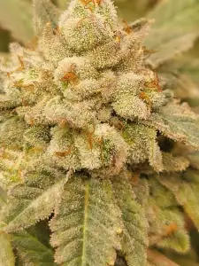 Dennis the Menace (Pressure x Loki Staff)