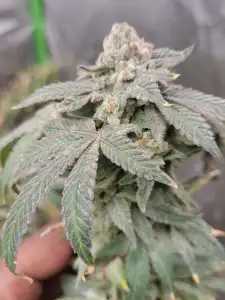Dennis the Menace (Pressure x Loki Staff)