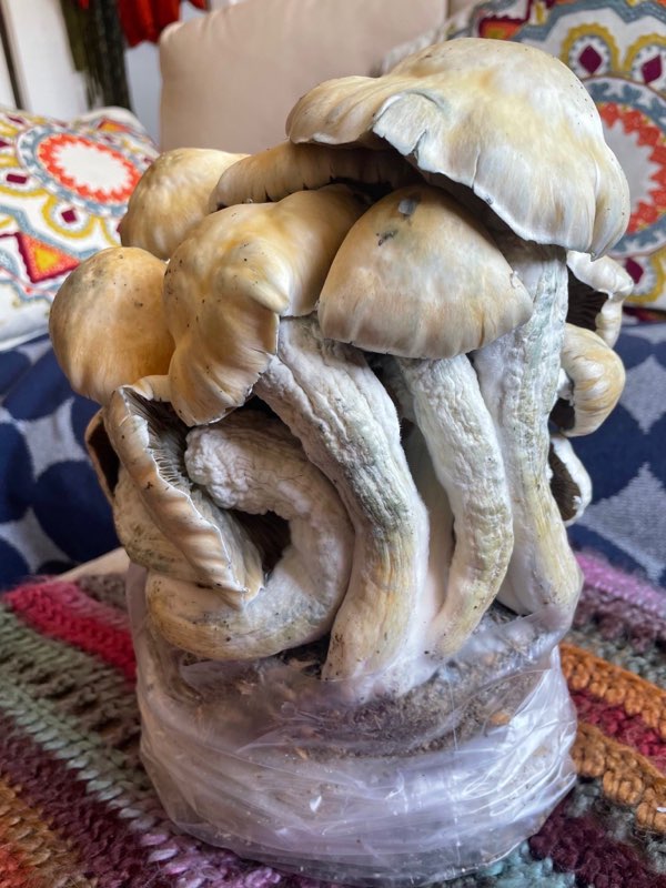 Wonderbags Pre-Inoculated Mushroom Grow Bags - Image 4