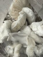 Wonderbags Pre-Inoculated Mushroom Grow Bags - Image 5