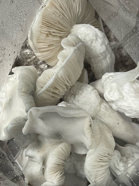 Wonderbags Pre-Inoculated Mushroom Grow Bags - Image 5