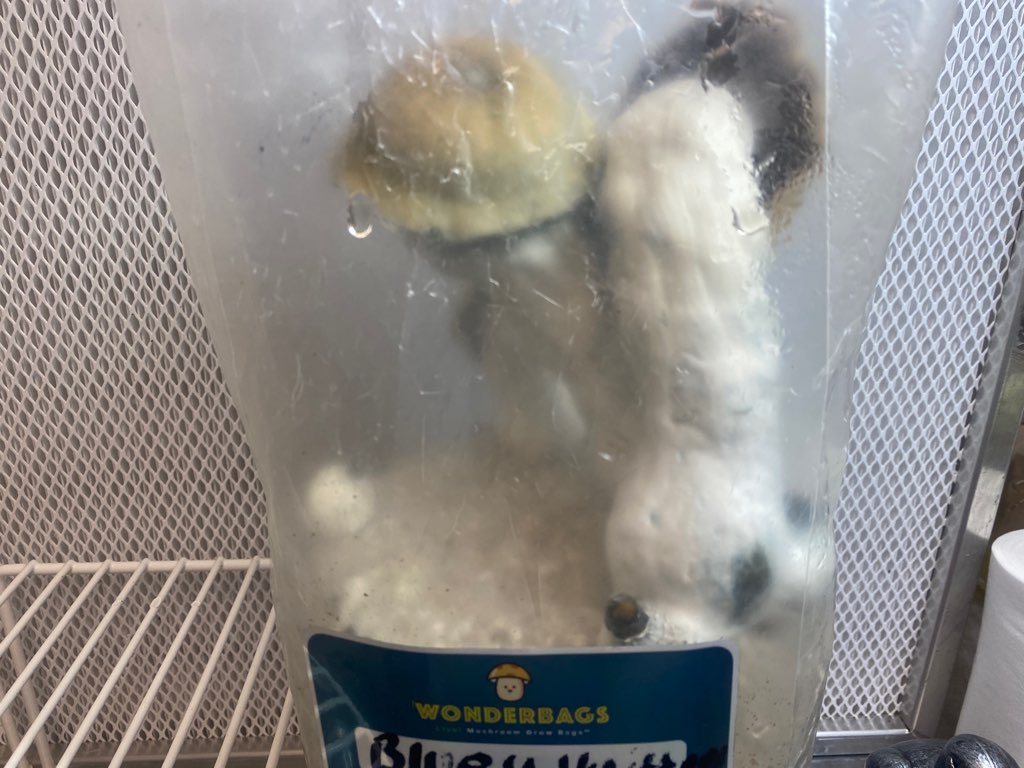 Wonderbags Pre-Inoculated Mushroom Grow Bags - Image 3