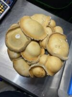 Wonderbags Pre-Inoculated Mushroom Grow Bags