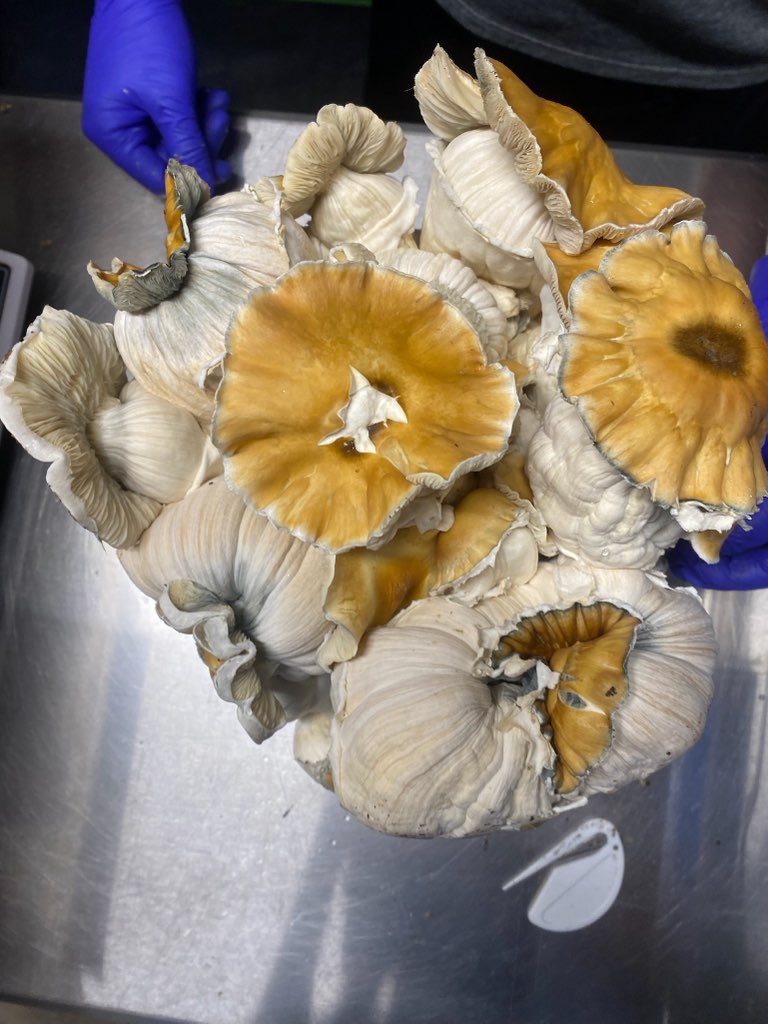 Wonderbags Pre-Inoculated Mushroom Grow Bags - Image 2