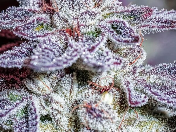 Ice Storm