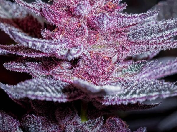 Pink Diamond s1