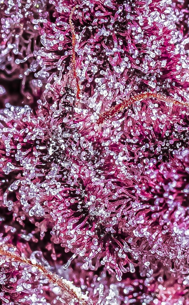 Pink Diamond s1 - Image 2