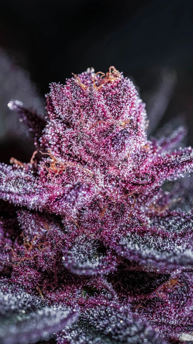 Pink Diamond s1 - Image 3
