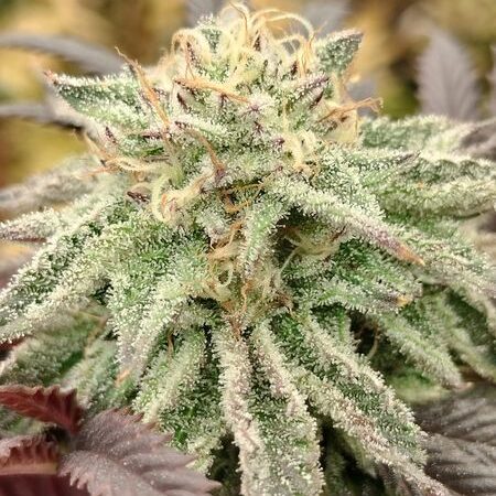 Sour Crow