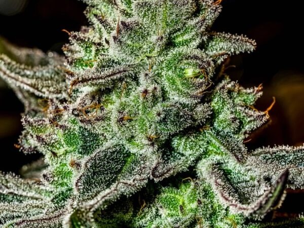 Jet Fuel OG s1