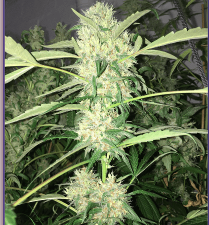 Cloud Candy - Zkittles/Jigsaw x Hot Glue