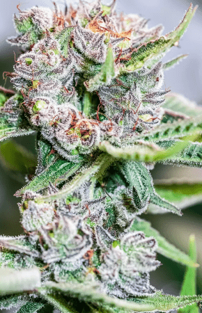 GiGi's Super Haze S1